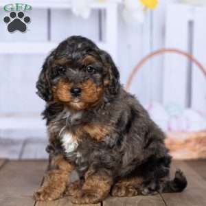 Sammy, Mini Bernedoodle Puppy